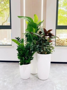 探寻宁波杭州湾植物租摆，价格实惠的绿色宝藏！