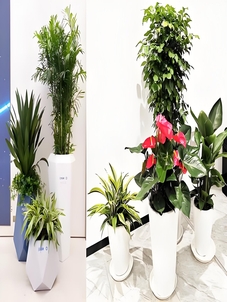 寻花木出租？宁波余姚价格实惠超靠谱！